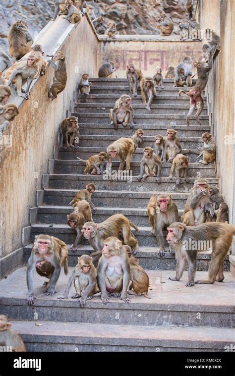 Feeding time at the Galtaji Monkey Temple, Jaipur, India Stock Photo ...