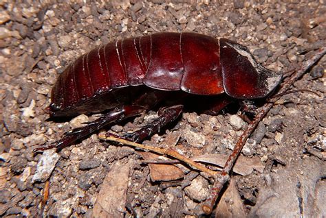 Giant Burrowing Cockroach Macropanesthia Rhinoceros SANOMA… | Flickr