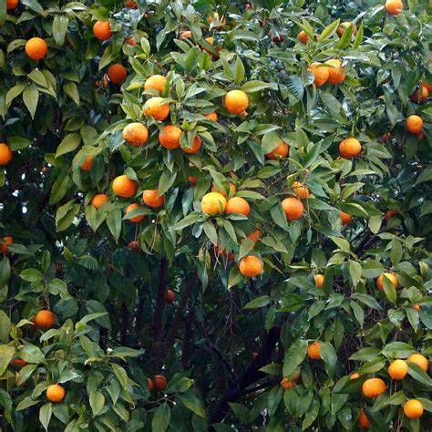 Cara Cara Orange Tree | Plants Express