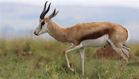 Springbok | The Animal Facts | Appearance, Diet, Habitat, Behavior, Range