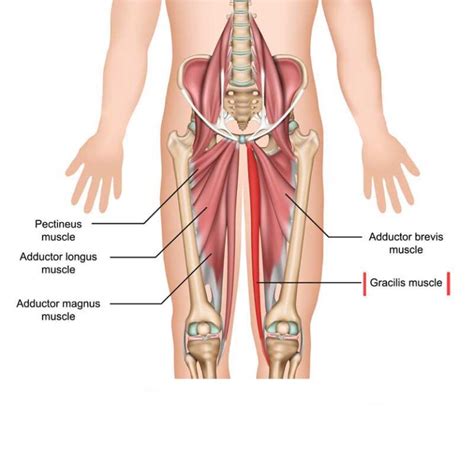 Gracilis Muscle: Origin, Insertion, Actions and Innervation - The ...