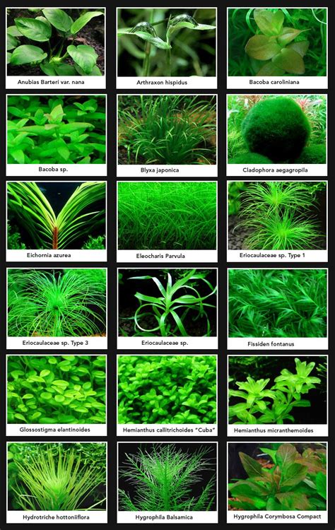 Aquarium plants are of vital importance to the balance of the aquarium ...