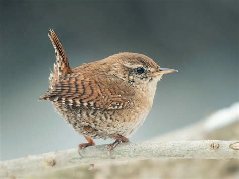 Wren Nesting In The UK: A Complete Guide | Birdfact