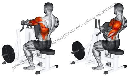 Rowing machine : How to build up your back muscles with this machine