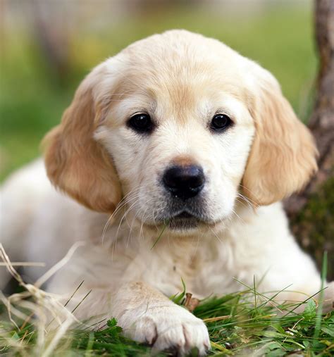 Pictures Of Golden Retrievers - Golden Retriever Photo Gallery