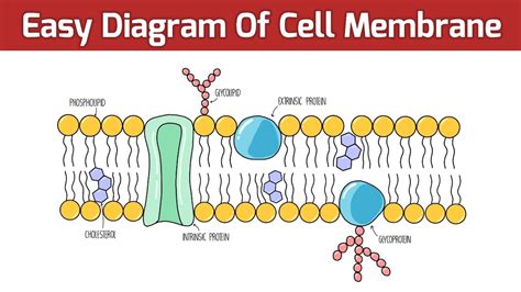 Draw And Label Cell Membrane