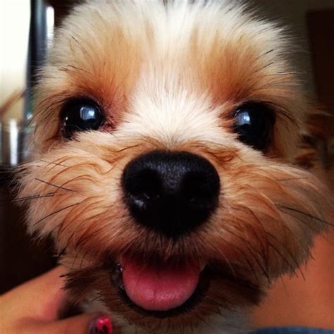 19 Smiling Dogs That Will Put A Big Smile On Your Face