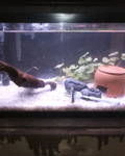 Photo #1 - Bristle Nose Pleco Tank, Tyring To Breed.