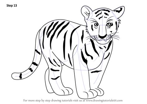 Learn How to Draw Tiger Cub (Zoo Animals) Step by Step : Drawing Tutorials