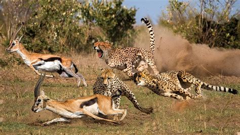 Gazelle vs Cheetah Speed Determines Fate. Gazelle Taught The Cheetah A ...