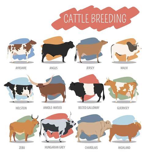 20 Different Types of Cows from Around the World (Chart) – Nayturr