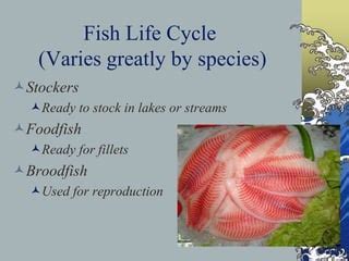 Fish Life Cycle & Reproduction.pptx