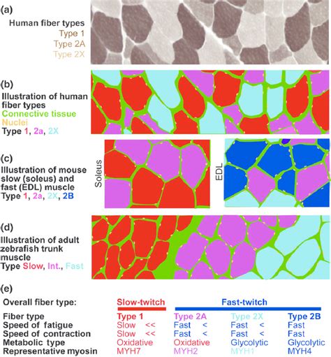 Skeletal Muscle Fiber Types A Section Of Human Muscle Where Fiber ...