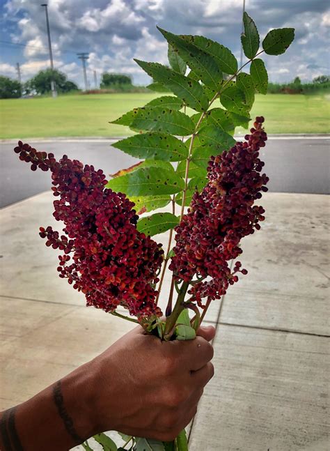 Poison Sumac Berries