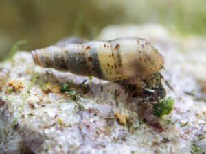 Malaysian Trumpet Snail: Care Guide (Tank Setup & Breeding)