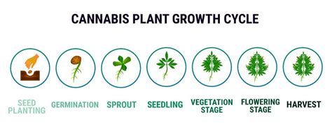 The Grow Stages of Cannabis | Green Rush Packaging