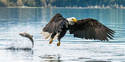 Bald Eagle | National Wildlife Federation