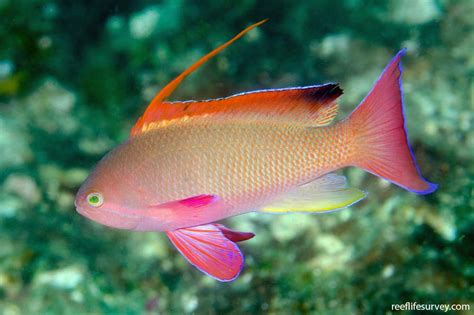 Pseudanthias squamipinnis - Orange seaperch | Reef Life Survey