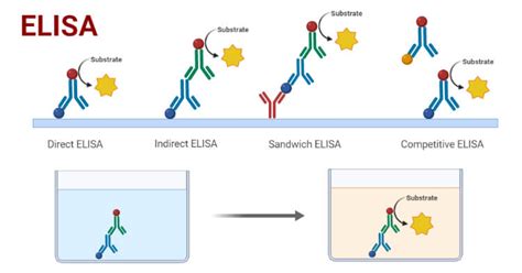 Direct Elisa Diagram