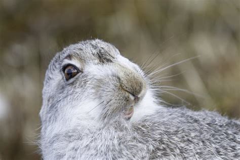 Spring Hare Baby in Garden on Grass with Crocus Flowers Stock Image ...