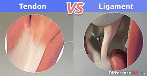 Tendon vs. Ligament: Differences and Similarities ~ Difference 101