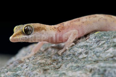 REPTILES4ALL | Tropiocolotes nattereri, Pygmy gecko, Egypt