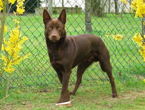 Australian Kelpie Dog - Puppy Dog Gallery