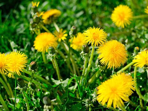 What is a garden weed and what is not? | Love The Garden