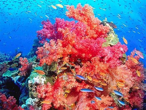 Stunning Coral Reef Photos | Coral reef pictures, Coral reef ...