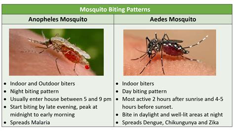 Anopheles Mosquito Bite