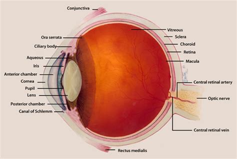 Uveal Coloboma - Portland Eye Care | Optometrist | Eyeglasses | Contact ...