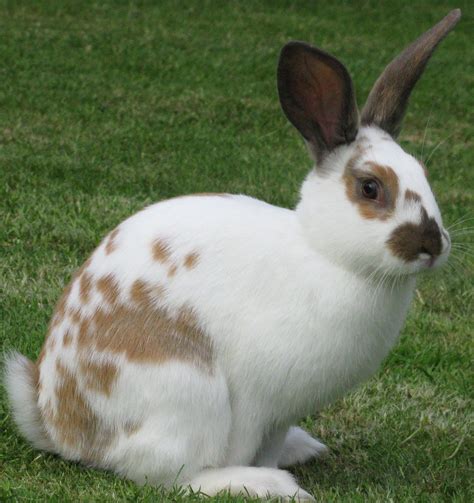 English Spot Rabbit - Cute and Energetic