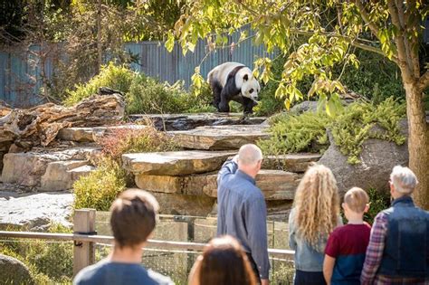 Adelaide Zoo Early-Access Admission with Panda Feeding Viewing 2023