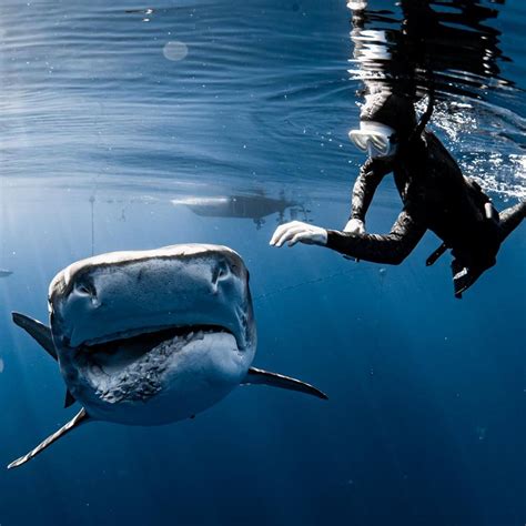 Meet The Crew | Hawaii Adventure Diving