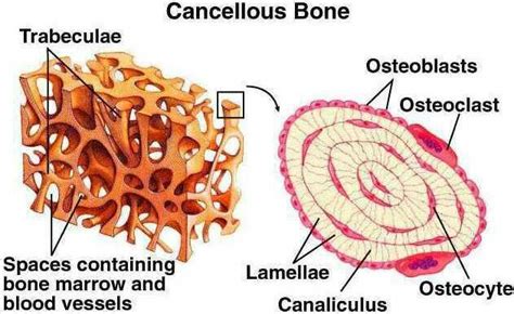 Pin by Lisa Jones on HISTOLOGY/TISSUE SYSTEM | Cancellous bone, Anatomy ...