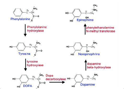 The biosynthetic pathway of dopamine neurotransmitters. Tyrosine ...