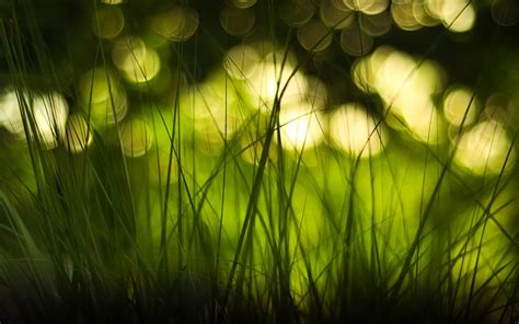 Grass and Blurred Bokeh Lights HD Nature Wallpaper | HD Nature Wallpapers