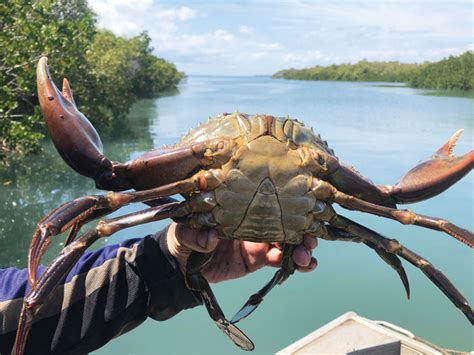 Chasing giants – assessing the health of crab fisheries | FISH Magazine