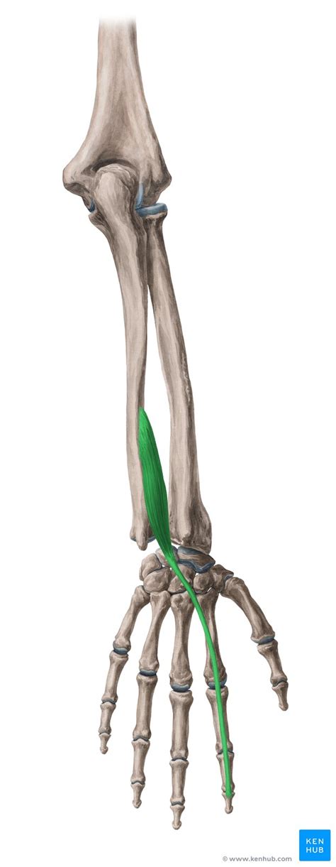 Extensor indicis: Origin, insertion and function | Kenhub