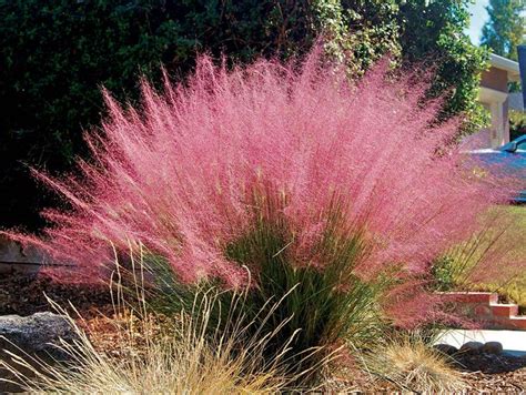 Pink Muhly Grass A Blurry Masterpiece Wispy Soft Pink Clouds | Etsy ...