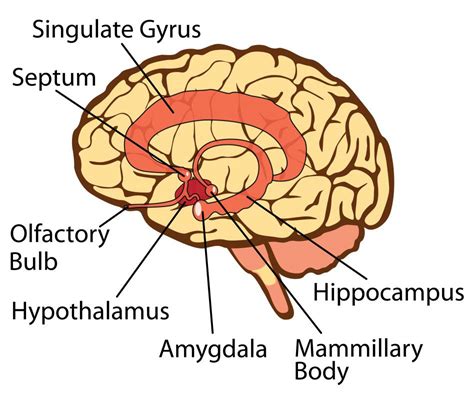 What Is the Connection between the Amygdala and Memory?