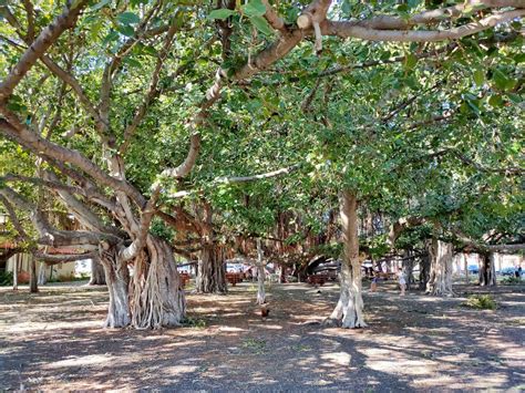 LAHAINA BANYAN COURT PARK - 509 Photos & 197 Reviews - Landmarks ...