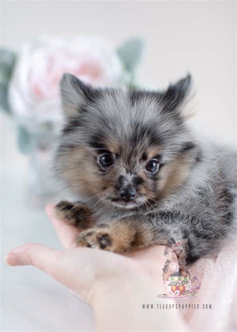 Adorable Teacup Pomeranian Puppies for Sale | Teacup Puppies & Boutique