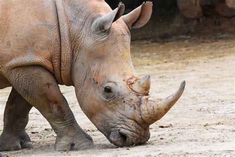 Southern White Rhinoceros | The Maryland Zoo