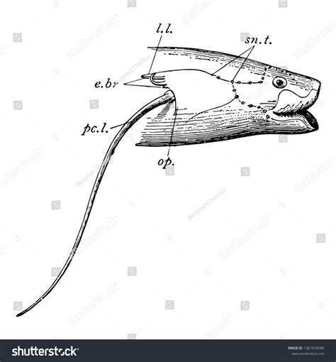 Head Region Protopterus Vintage Line Drawing Stock Vector (Royalty Free ...