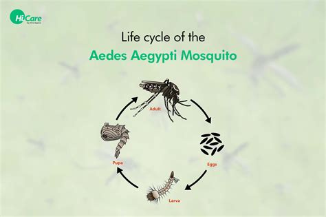 Dengue Mosquito Life Cycle