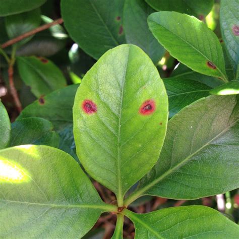 Indian Hawthorn Shrub Disease