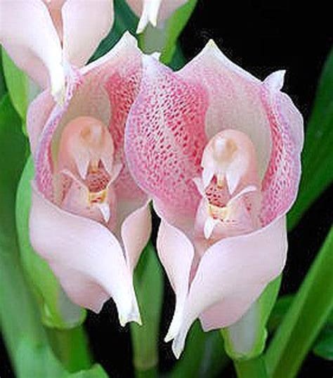 Orchids That Look Like Animals