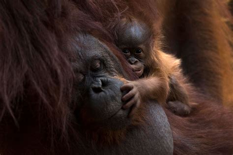 Newborn Baby Orangutan