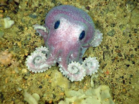 Purple octopus photo taken from ROPOS off coast of Newfoundland, photo ...